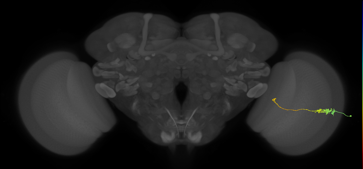 Tm5c_R (JRC_OpticLobe:99816)