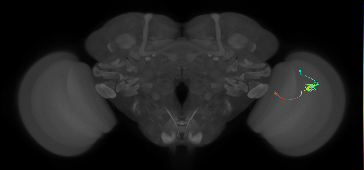 Tm5c_R (JRC_OpticLobe:62844)