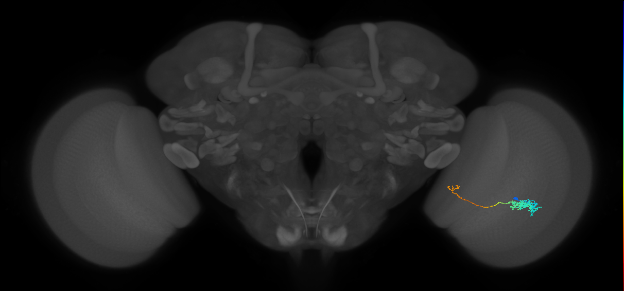 Tm5c_R (JRC_OpticLobe:67302)