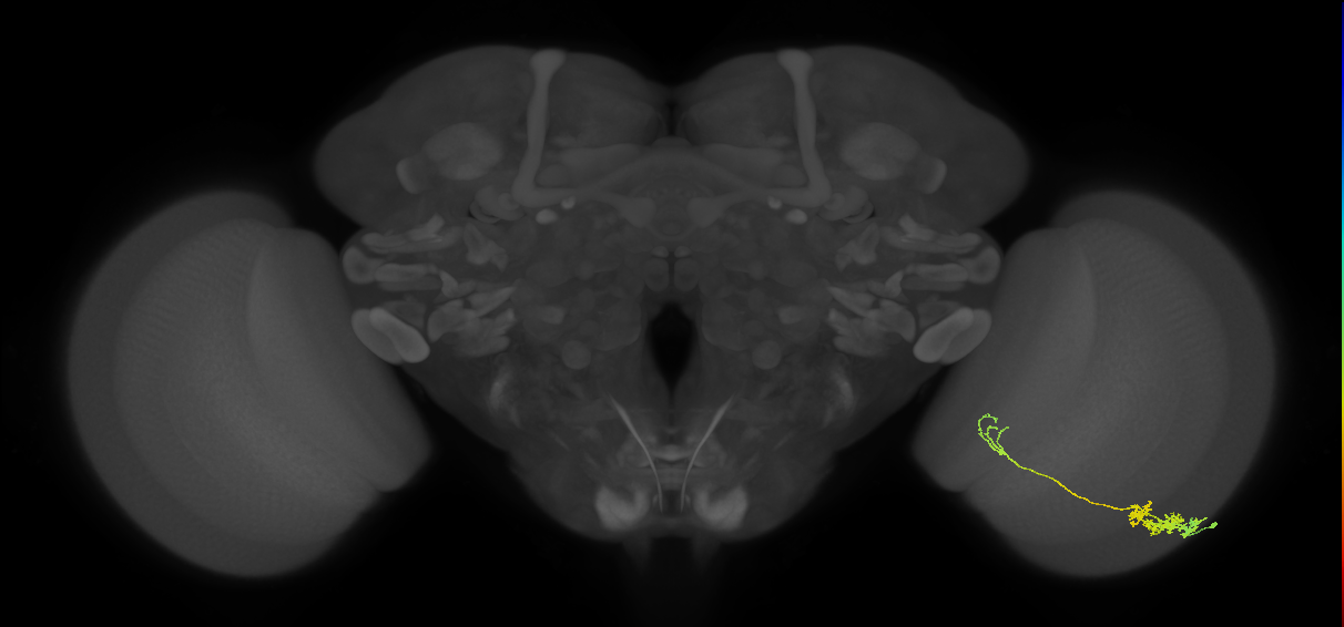 Tm5c_R (JRC_OpticLobe:67085)