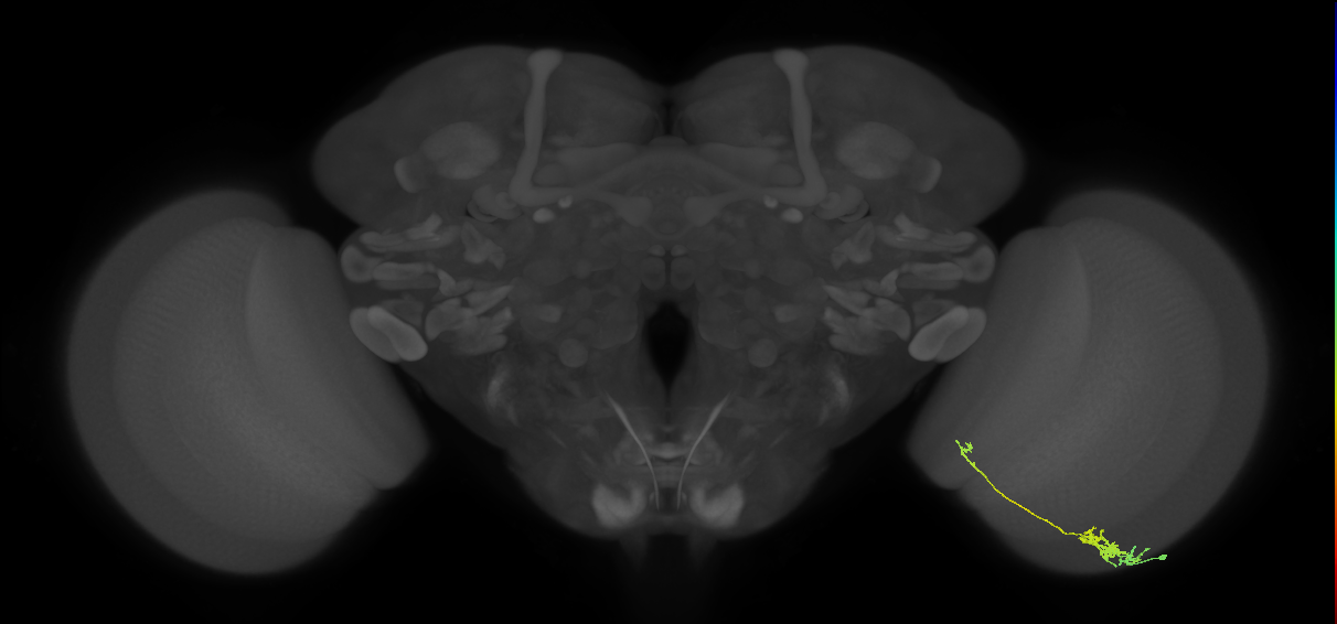 Tm5c_R (JRC_OpticLobe:71887)
