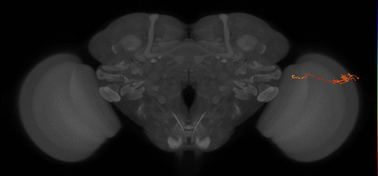Tm5c_R (JRC_OpticLobe:101817)
