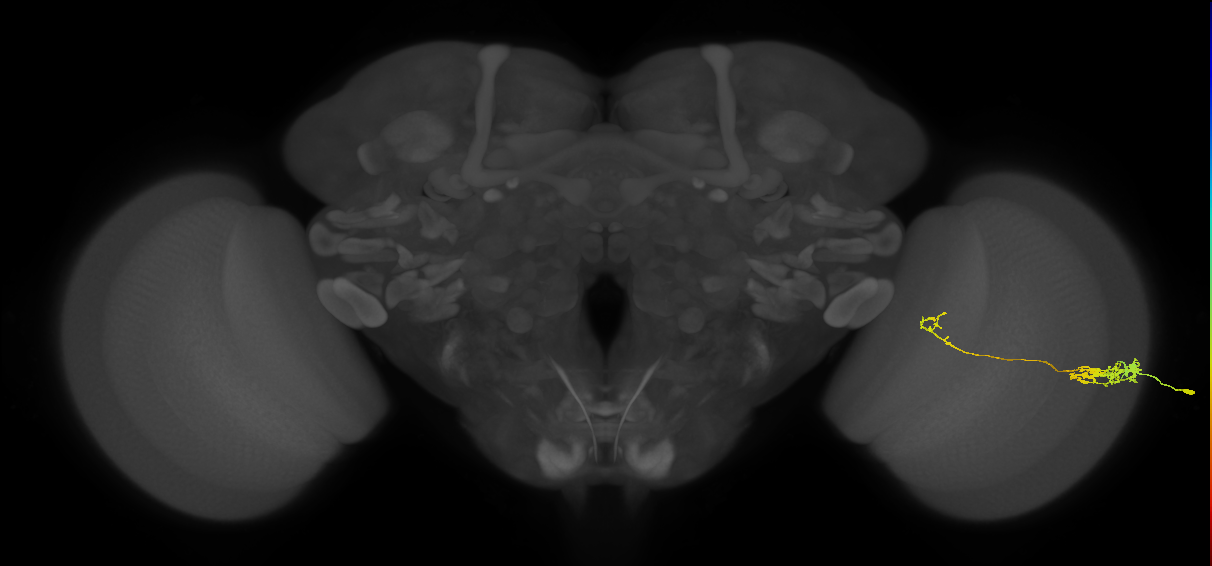 Tm5c_R (JRC_OpticLobe:66435)