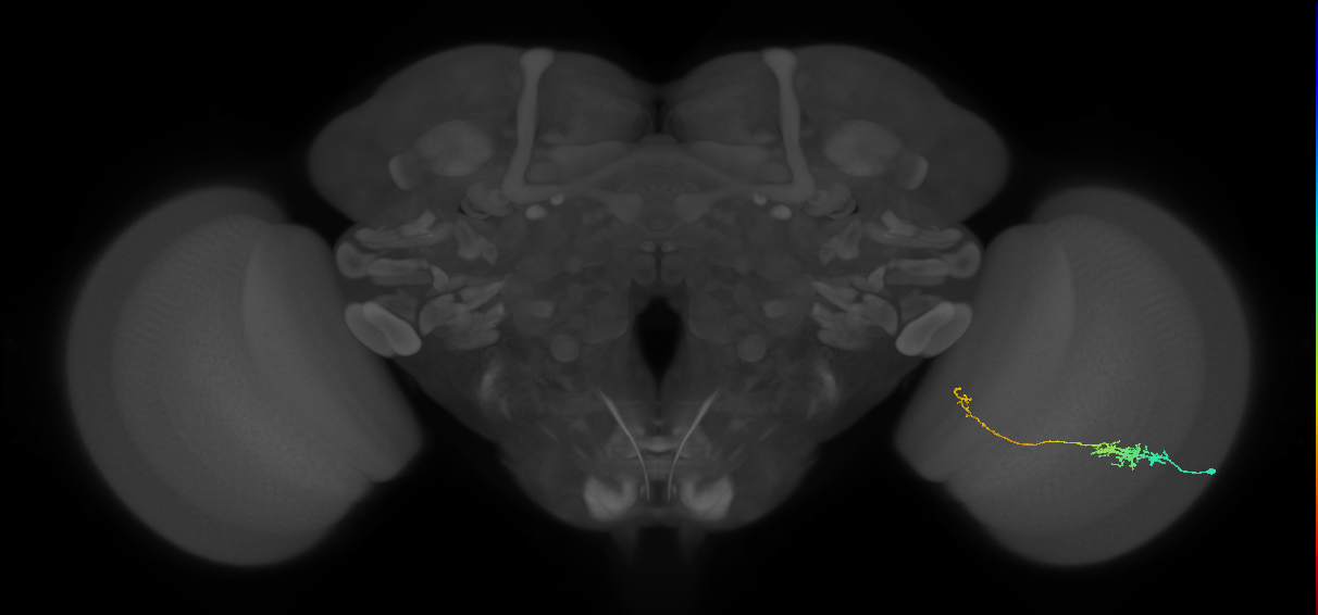 Tm5c_R (JRC_OpticLobe:87633)