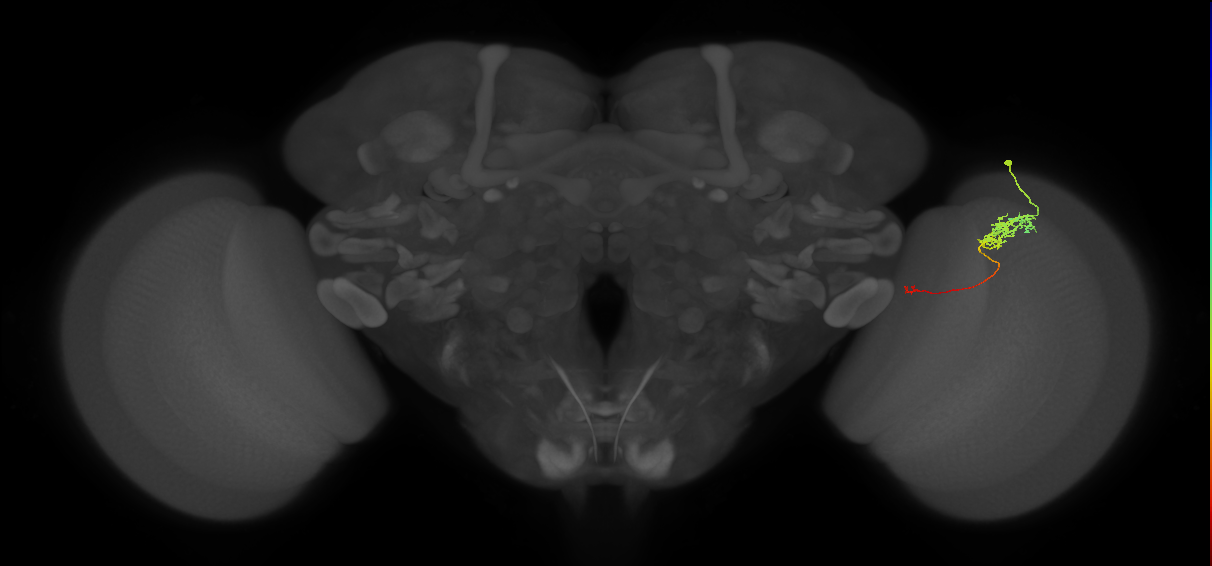 Tm5c_R (JRC_OpticLobe:106373)