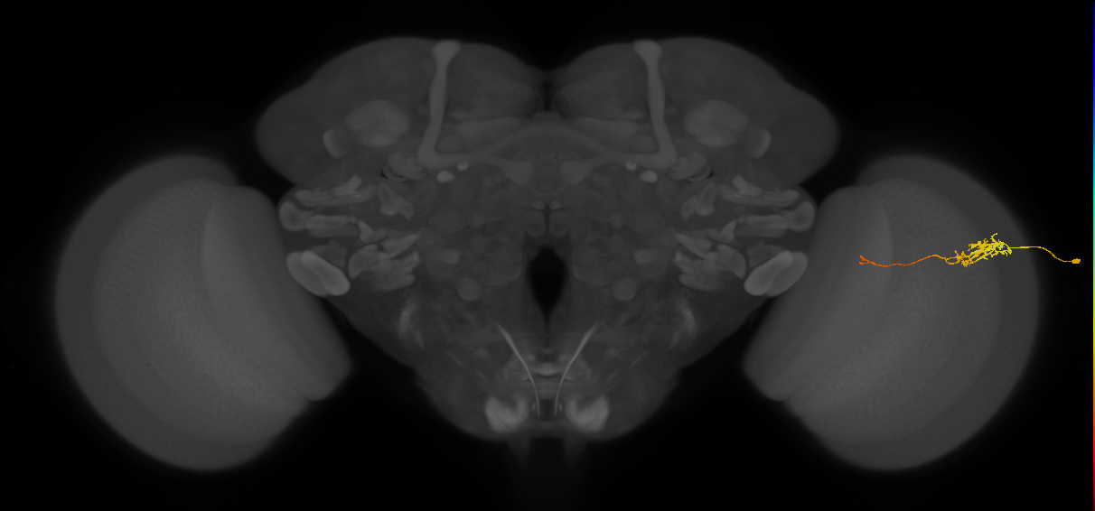 Tm5c_R (JRC_OpticLobe:132030)
