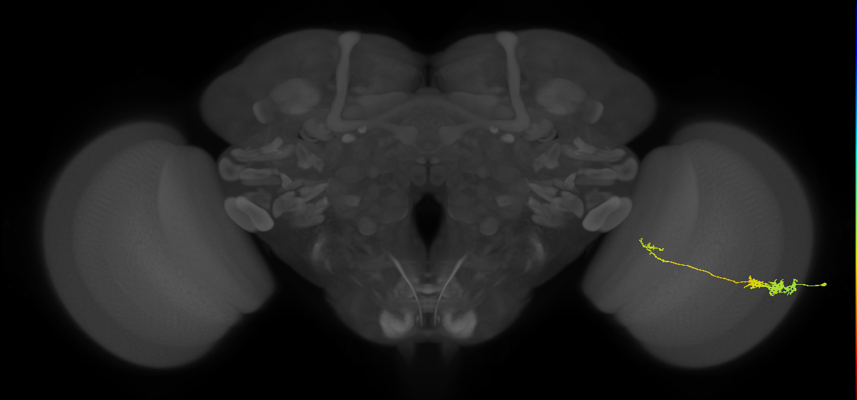 Tm5c_R (JRC_OpticLobe:61986)