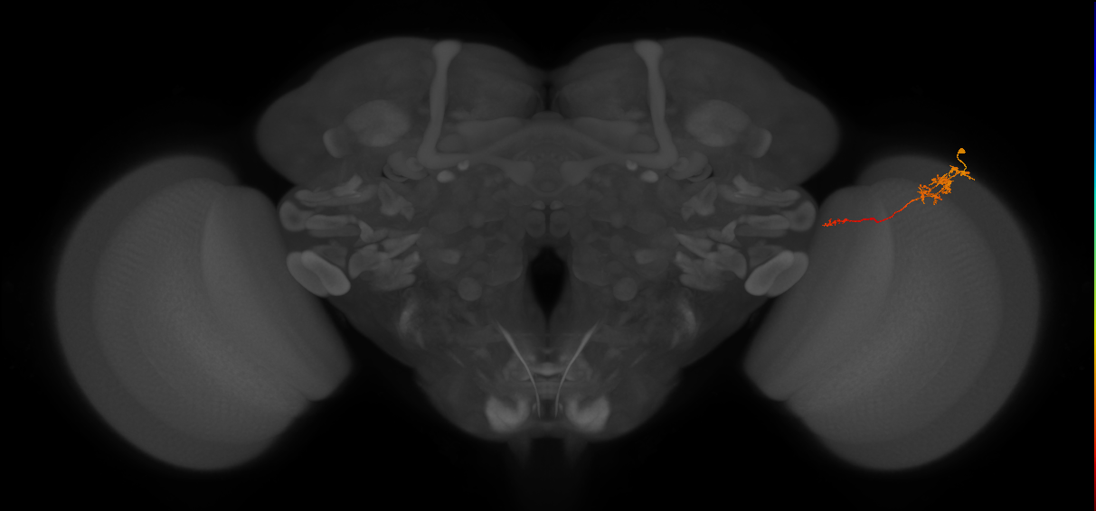 Tm5c_R (JRC_OpticLobe:150044)