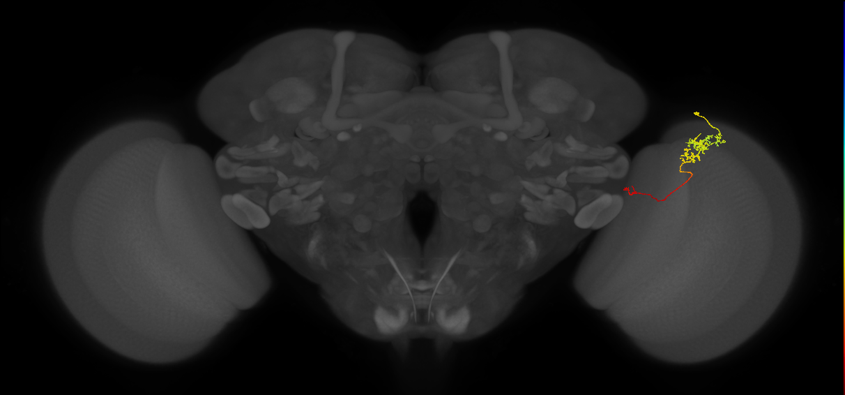 Tm5c_R (JRC_OpticLobe:101688)