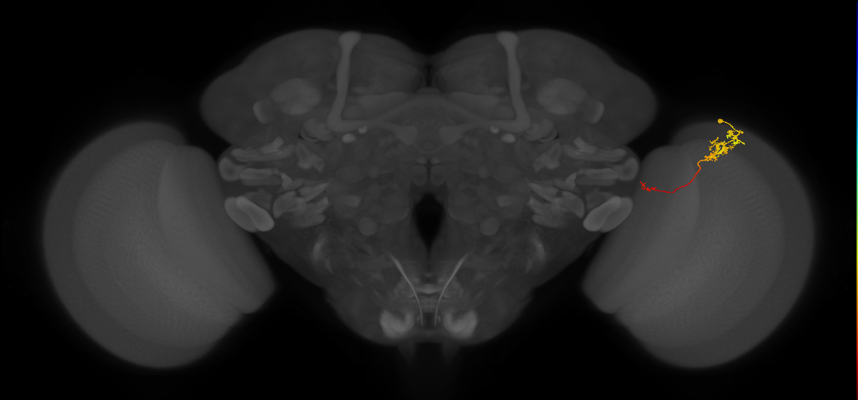 Tm5c_R (JRC_OpticLobe:94672)
