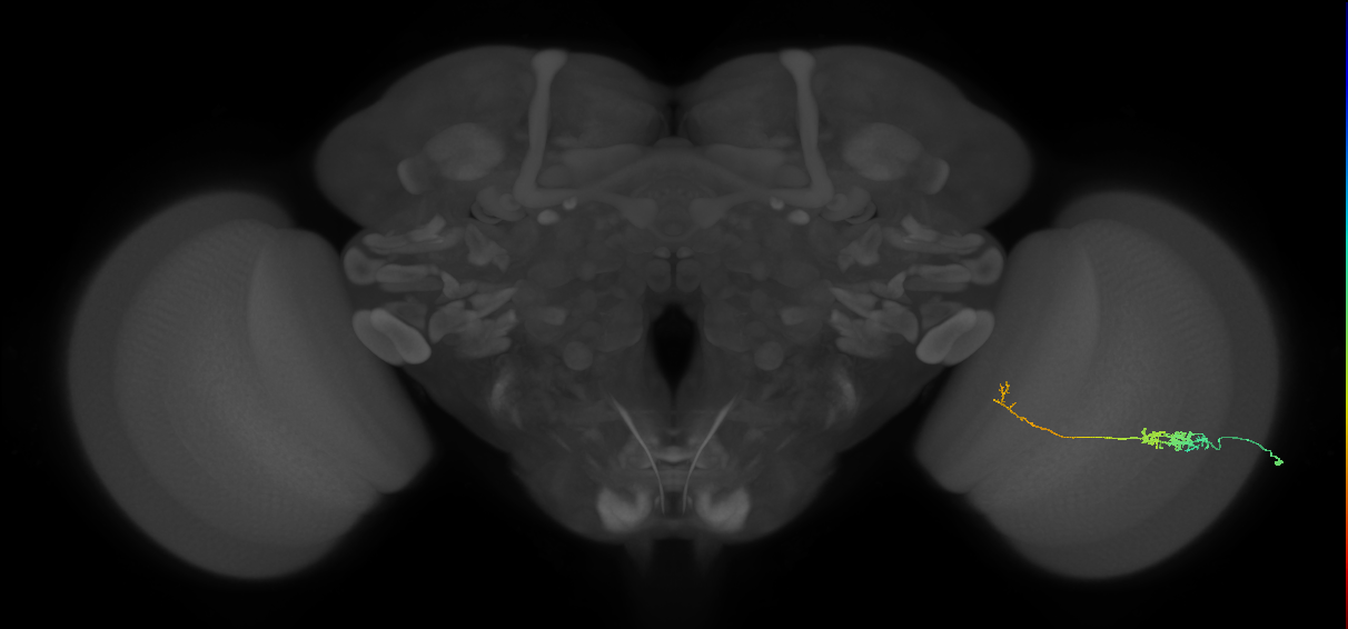 Tm5c_R (JRC_OpticLobe:53094)