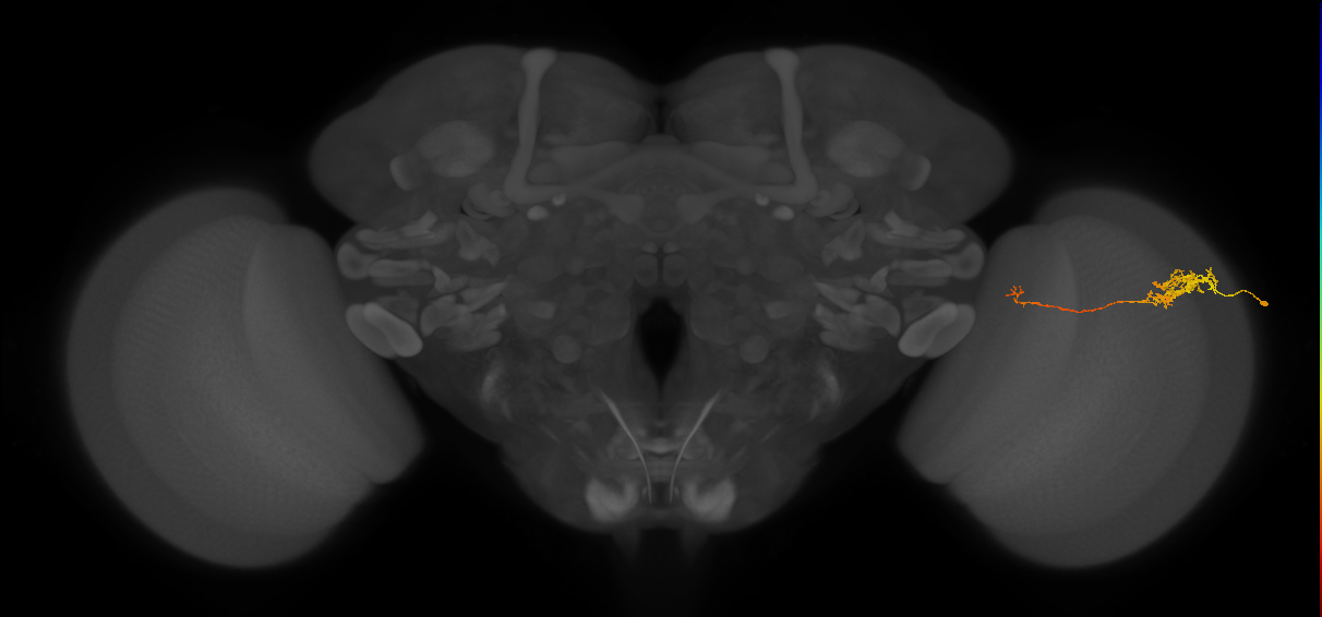 Tm5c_R (JRC_OpticLobe:76779)