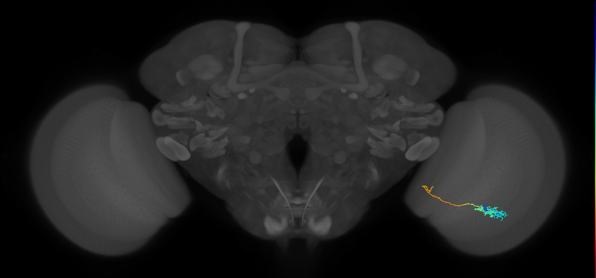 Tm5c_R (JRC_OpticLobe:58841)