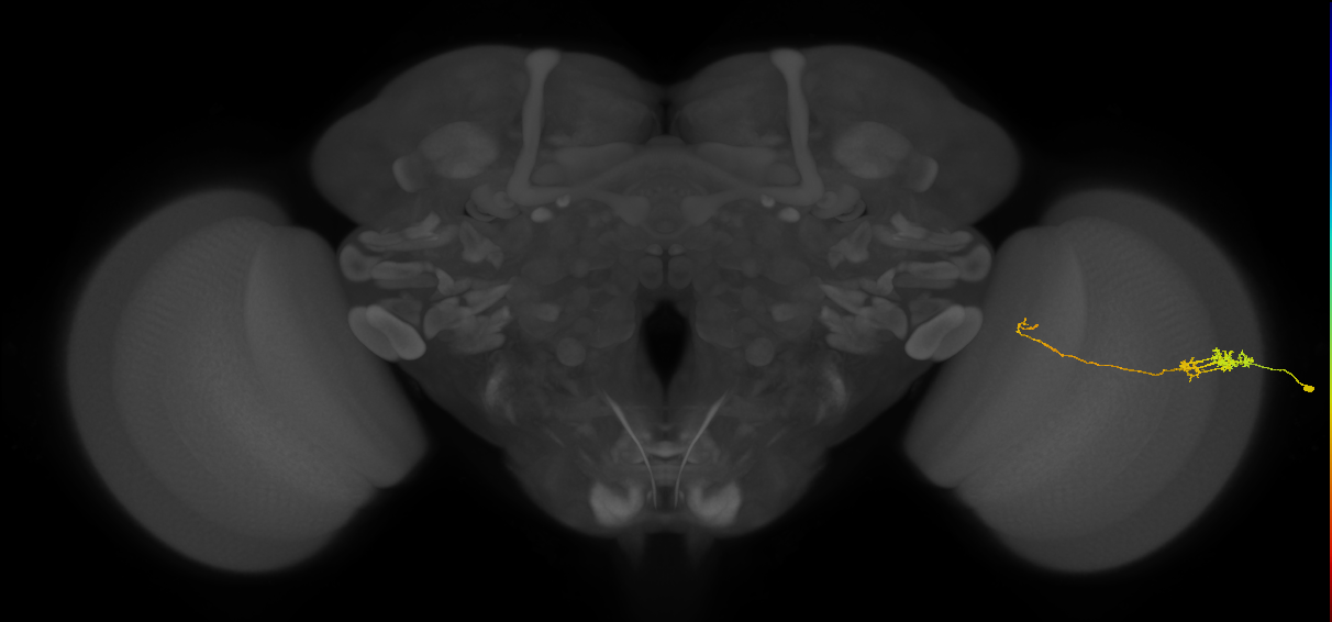 Tm5c_R (JRC_OpticLobe:109452)