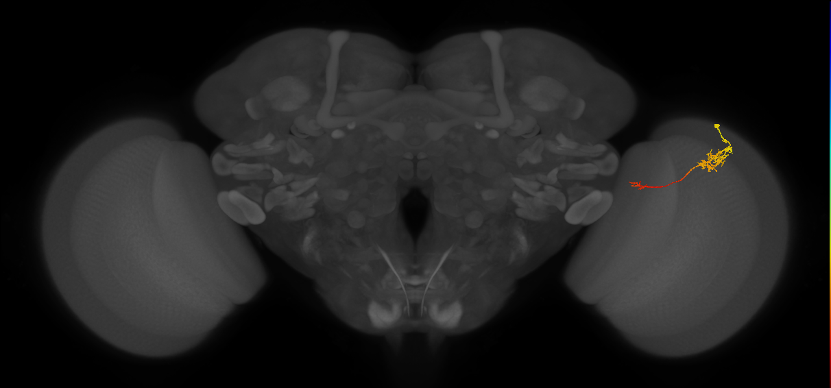 Tm5c_R (JRC_OpticLobe:90131)