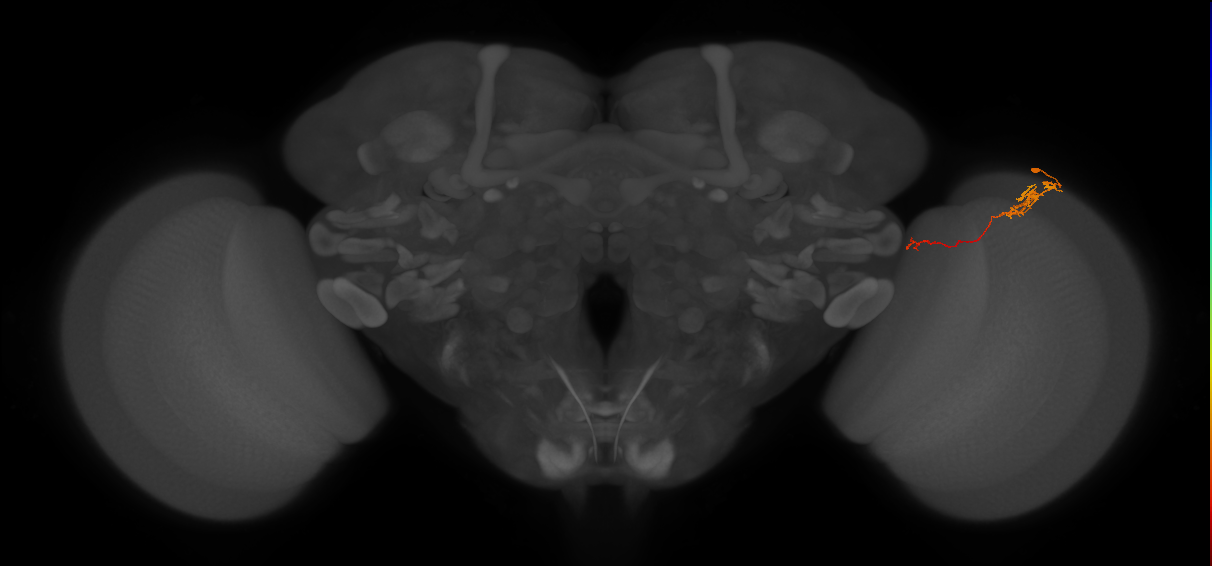 Tm5c_R (JRC_OpticLobe:101213)