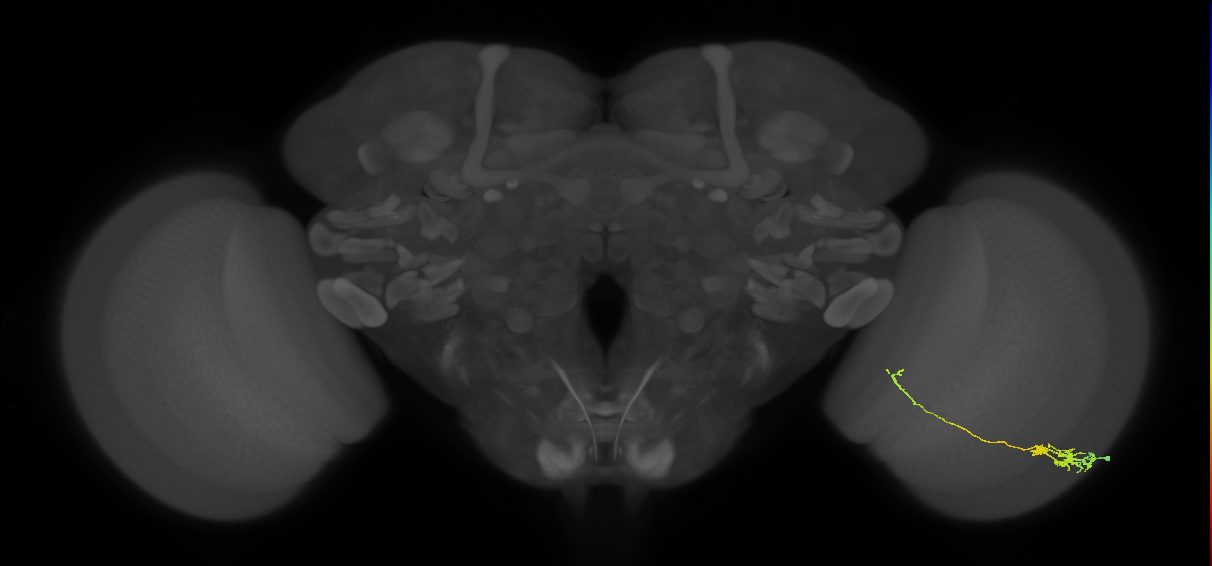 Tm5c_R (JRC_OpticLobe:92292)
