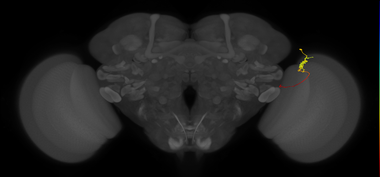 Tm5c_R (JRC_OpticLobe:132296)