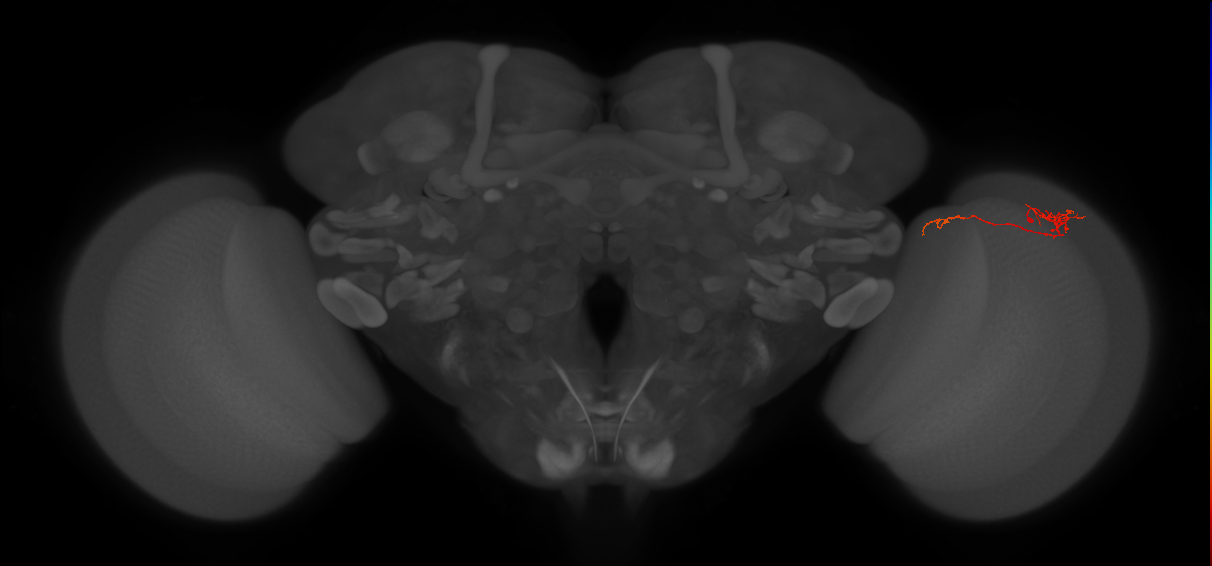 Tm5c_R (JRC_OpticLobe:135469)