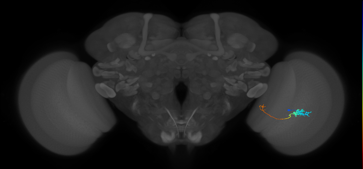 Tm5c_R (JRC_OpticLobe:68603)