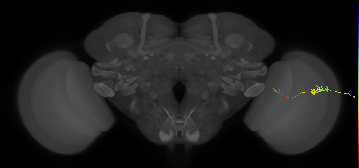 Tm5c_R (JRC_OpticLobe:99799)