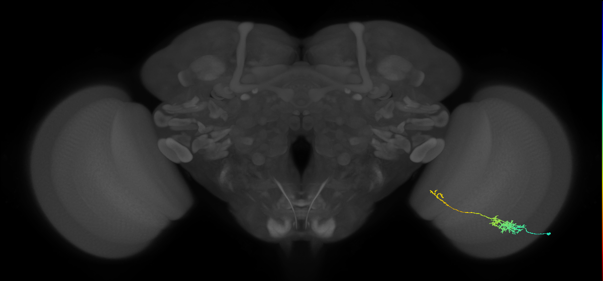 Tm5c_R (JRC_OpticLobe:62100)