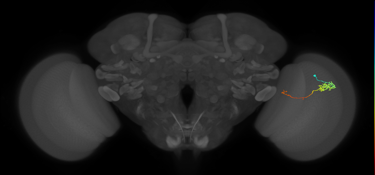 Tm5c_R (JRC_OpticLobe:108479)