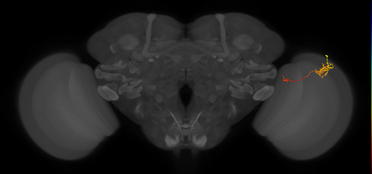 Tm5c_R (JRC_OpticLobe:64922)