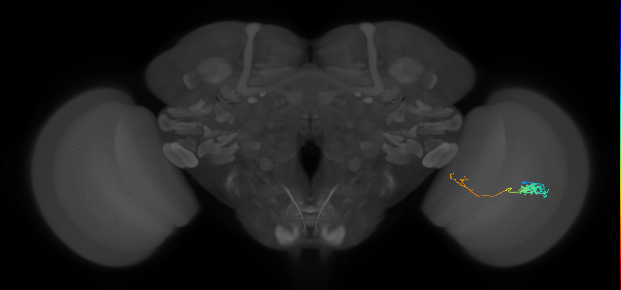 Tm5c_R (JRC_OpticLobe:76138)