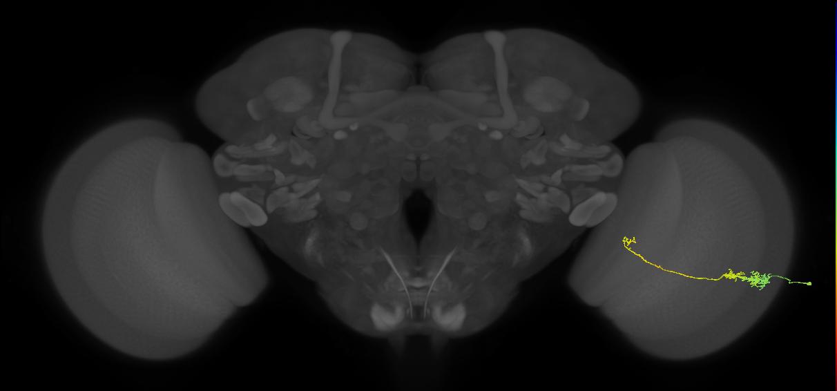 Tm5c_R (JRC_OpticLobe:100034)