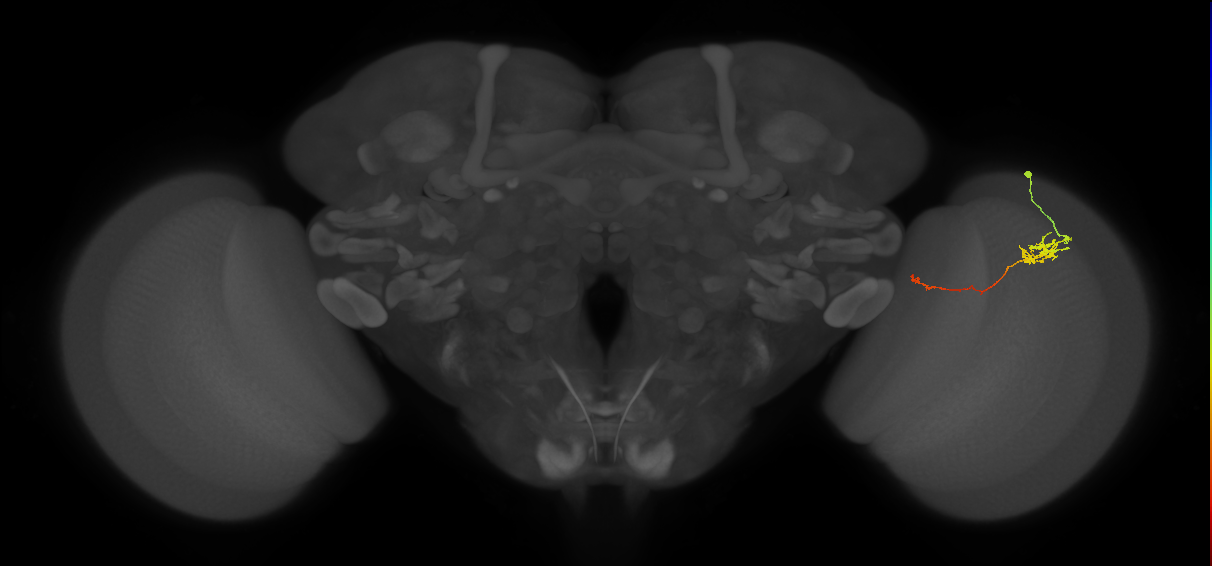 Tm5c_R (JRC_OpticLobe:67881)