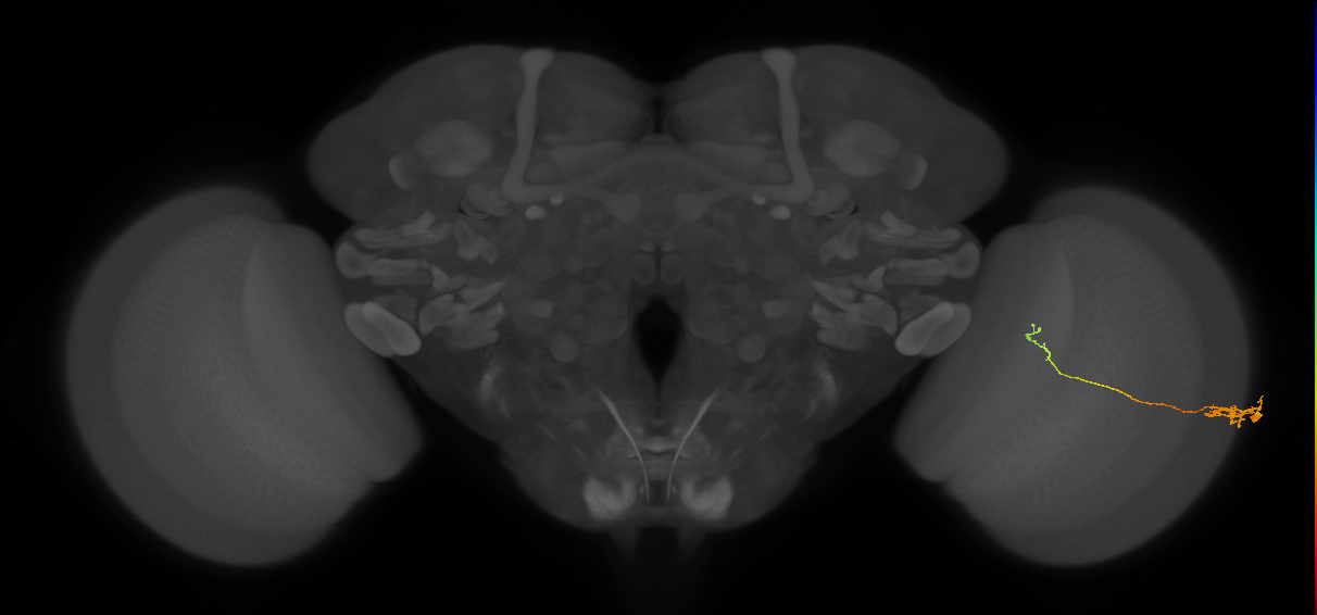 Tm5c_R (JRC_OpticLobe:101436)
