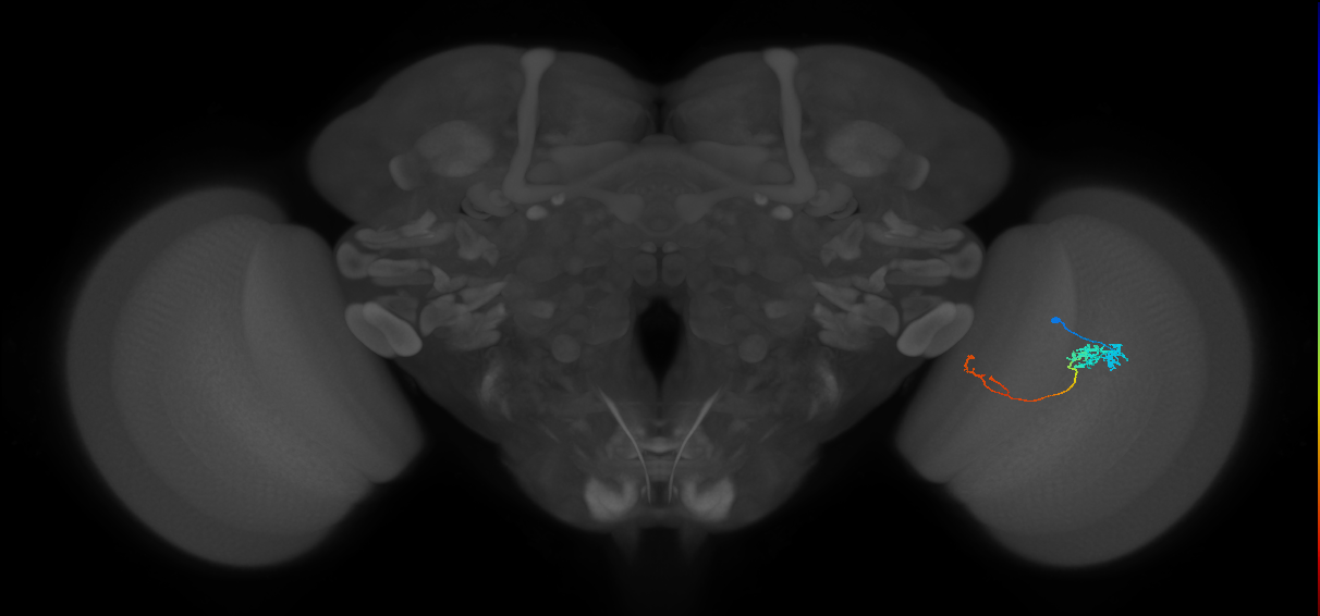 Tm5c_R (JRC_OpticLobe:83109)