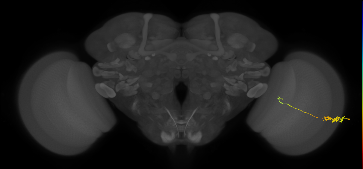 Tm5c_R (JRC_OpticLobe:71419)
