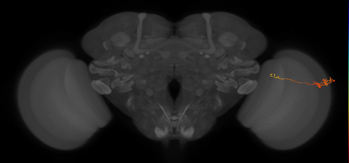 Tm5c_R (JRC_OpticLobe:69145)