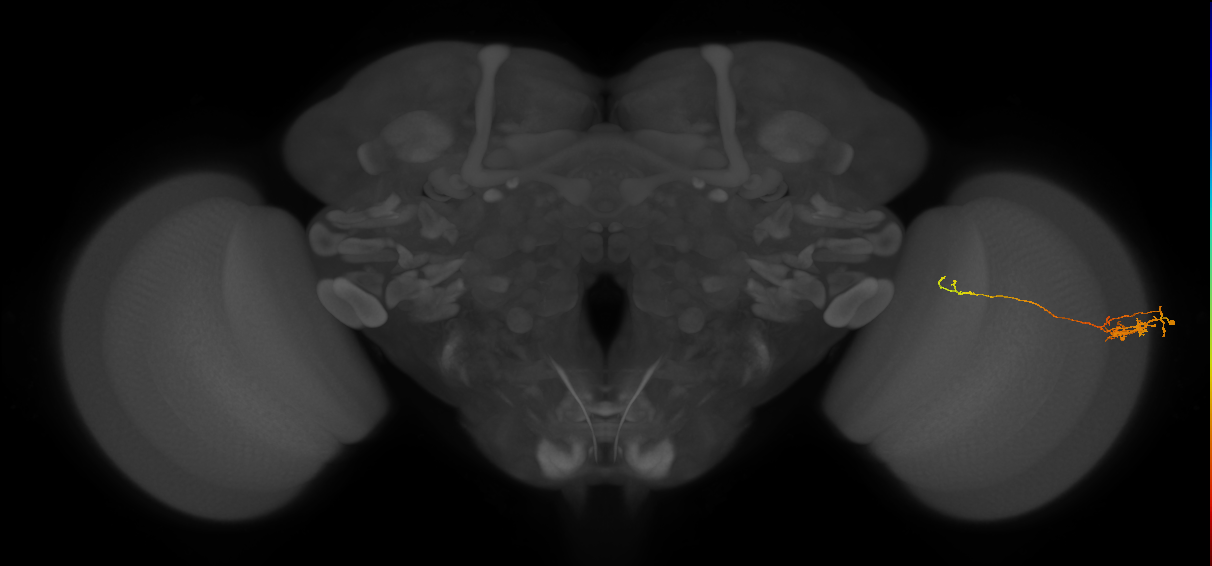 Tm5c_R (JRC_OpticLobe:90429)