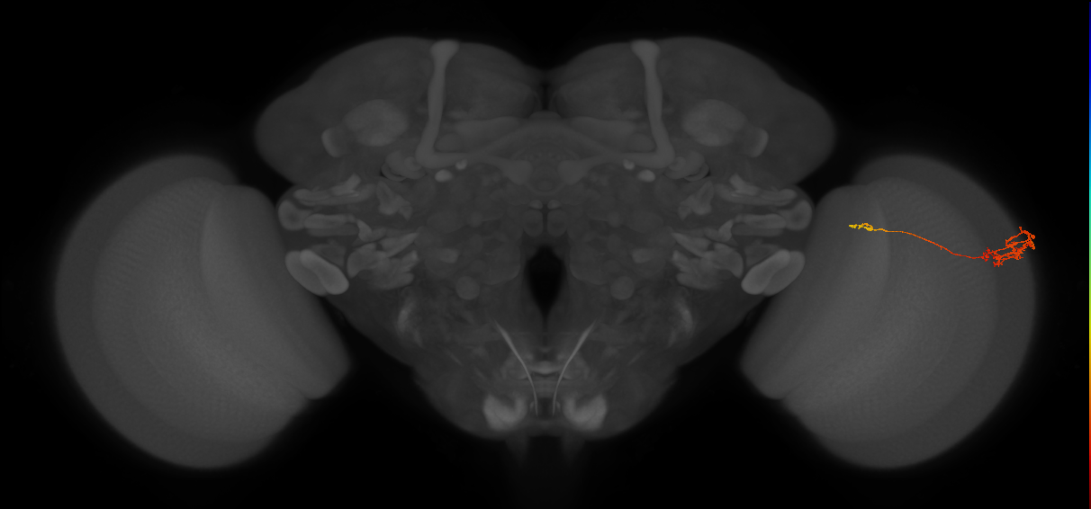 Tm5c_R (JRC_OpticLobe:78287)