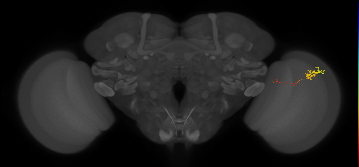Tm5c_R (JRC_OpticLobe:89820)