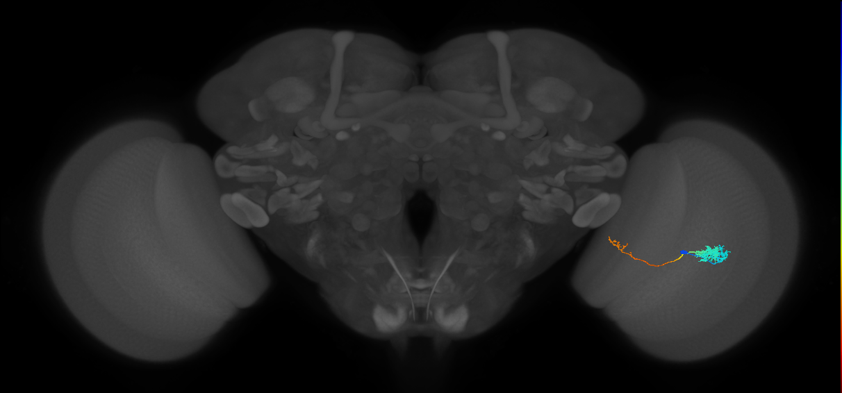 Tm5c_R (JRC_OpticLobe:63666)