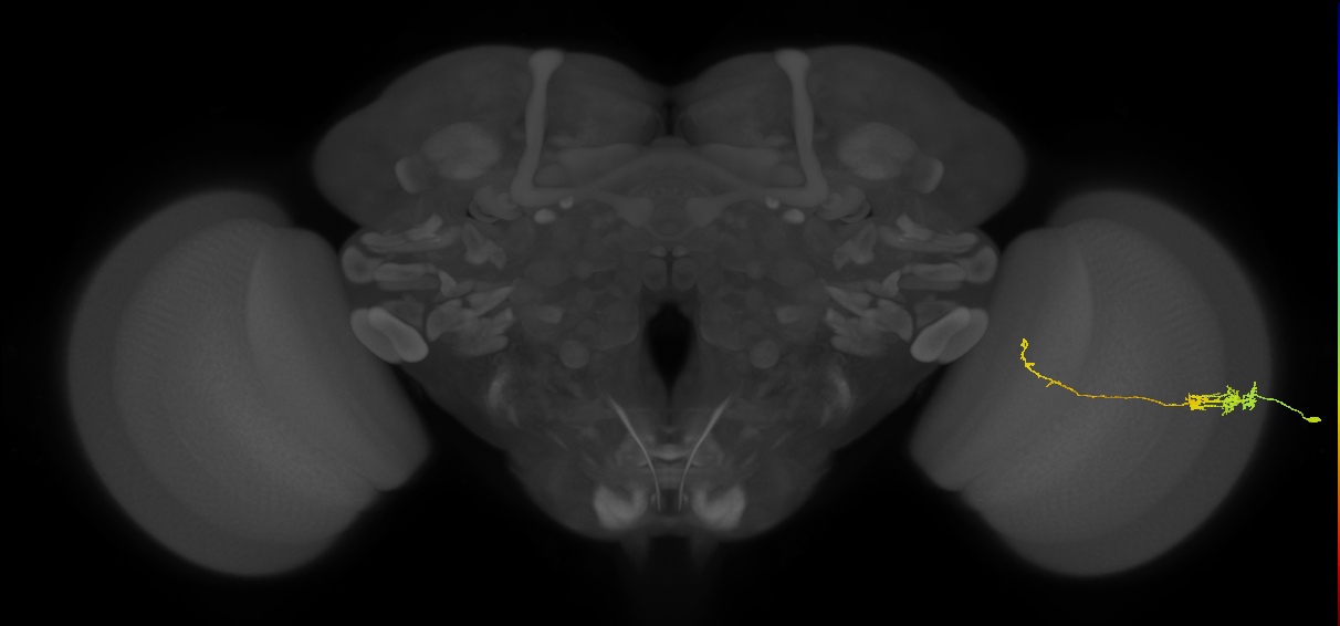 Tm5c_R (JRC_OpticLobe:72654)