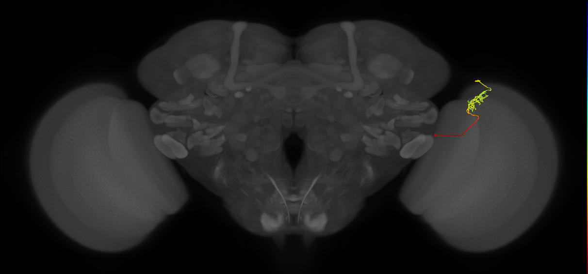 Tm5c_R (JRC_OpticLobe:117522)