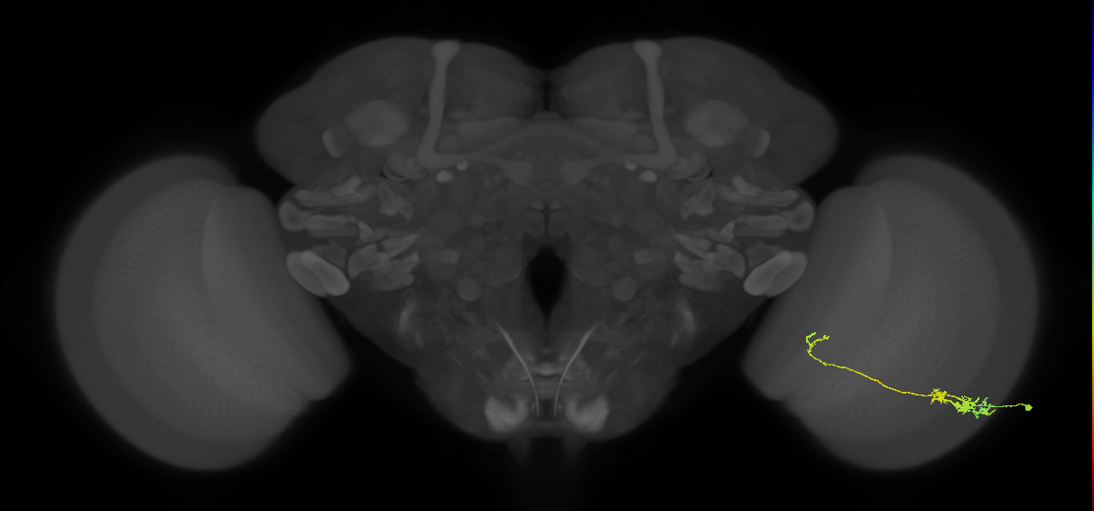 Tm5c_R (JRC_OpticLobe:64590)