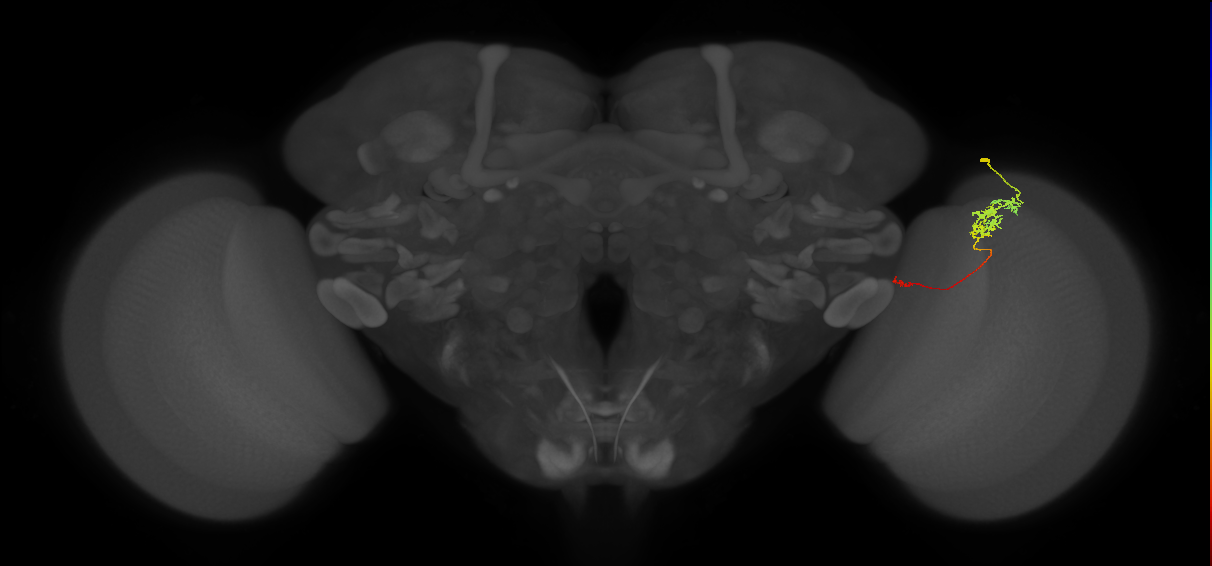 Tm5c_R (JRC_OpticLobe:103874)