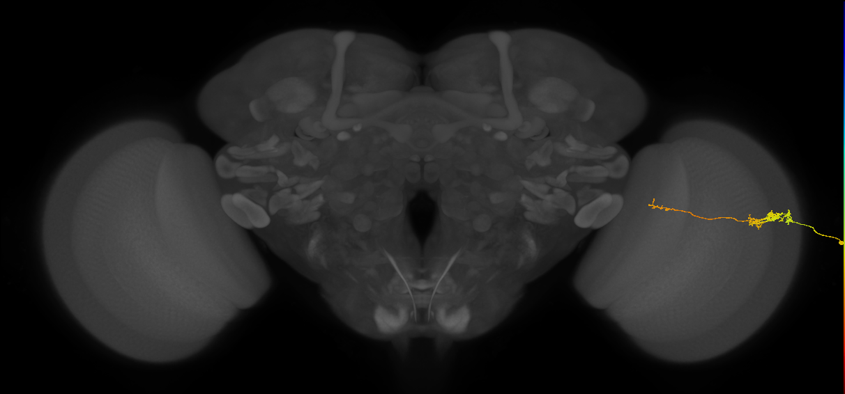 Tm5c_R (JRC_OpticLobe:79989)