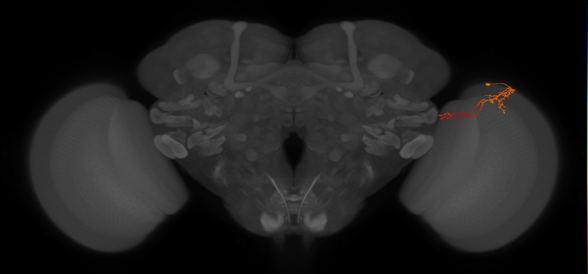 Tm5c_R (JRC_OpticLobe:106883)