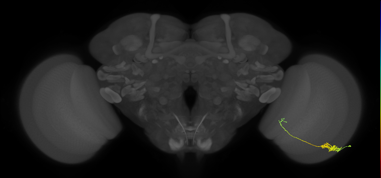 Tm5c_R (JRC_OpticLobe:67180)