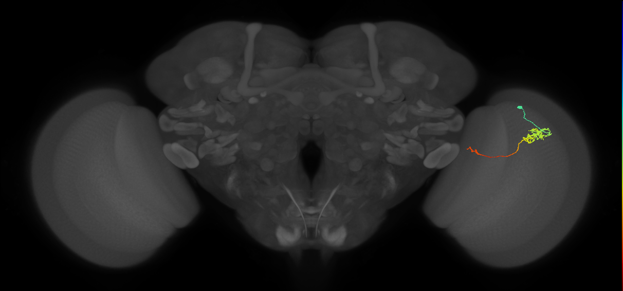 Tm5c_R (JRC_OpticLobe:109754)