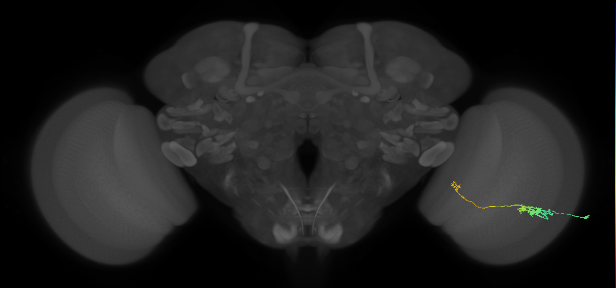 Tm5c_R (JRC_OpticLobe:66768)