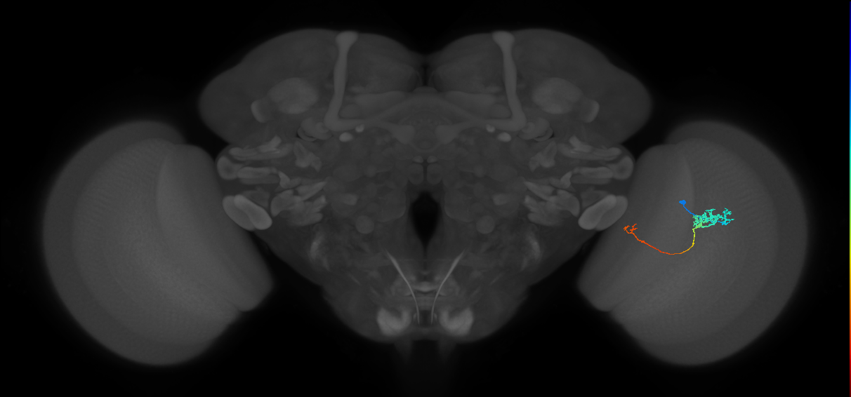 Tm5c_R (JRC_OpticLobe:69960)