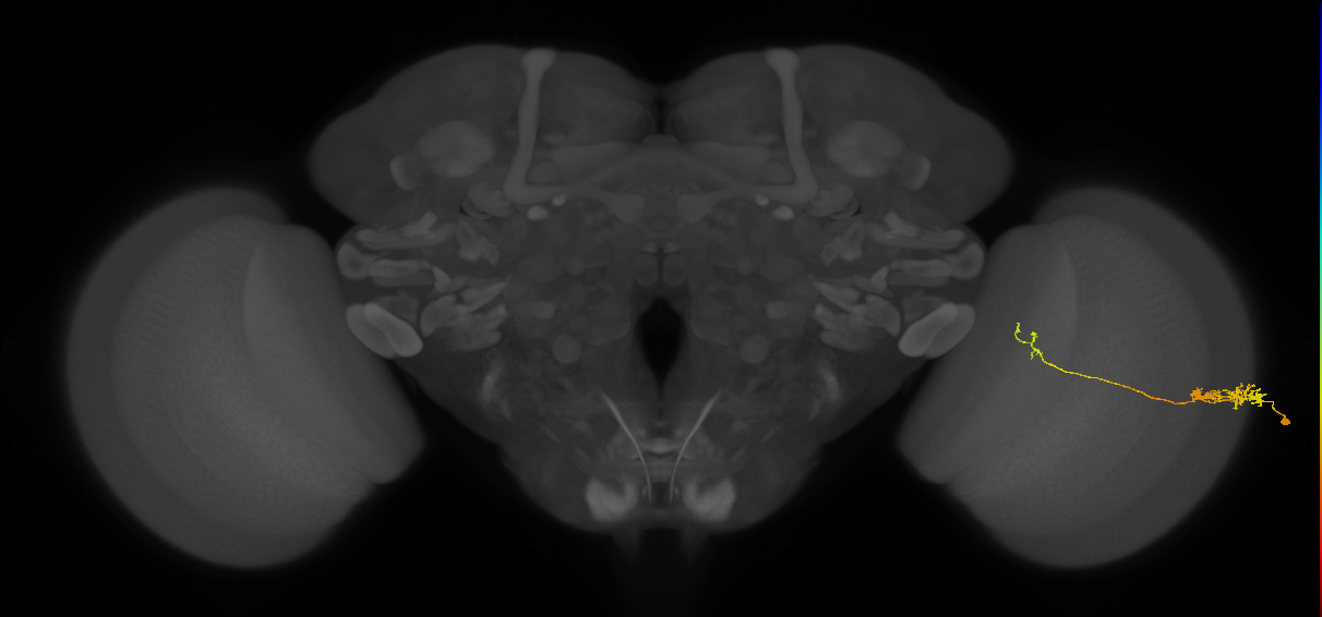 Tm5c_R (JRC_OpticLobe:118868)